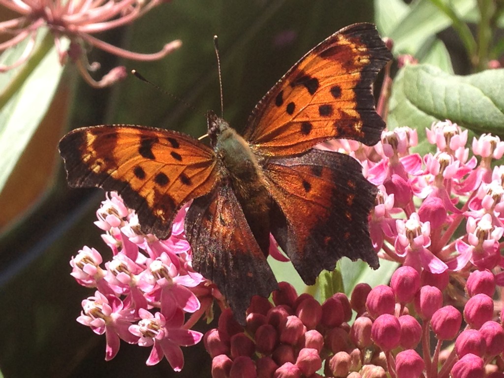 Gardening for Nature! Birds, Bees, Butterflies and&nbsp;More!