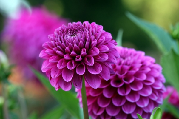 All About Dahlias – Thurs. Sept. 27 – 7pm Turner Park Public&nbsp;Library