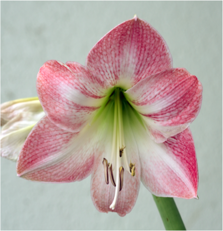 Amaryllis