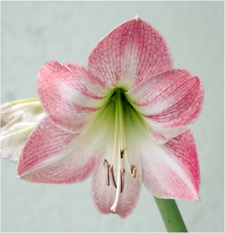 Amaryllis