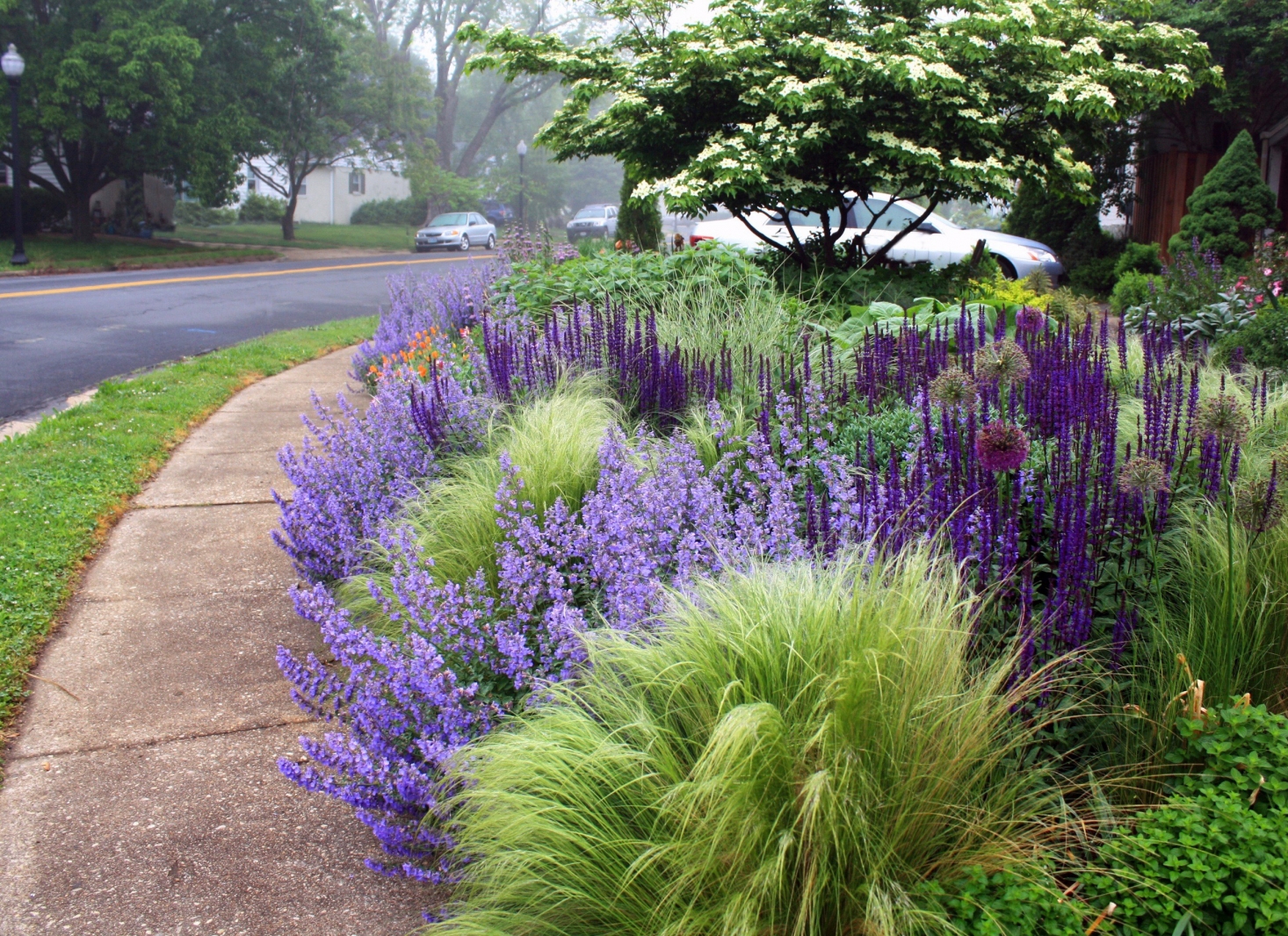 perennials-sidewalk-path-hell-strip-thomas-rainer-1466x1066