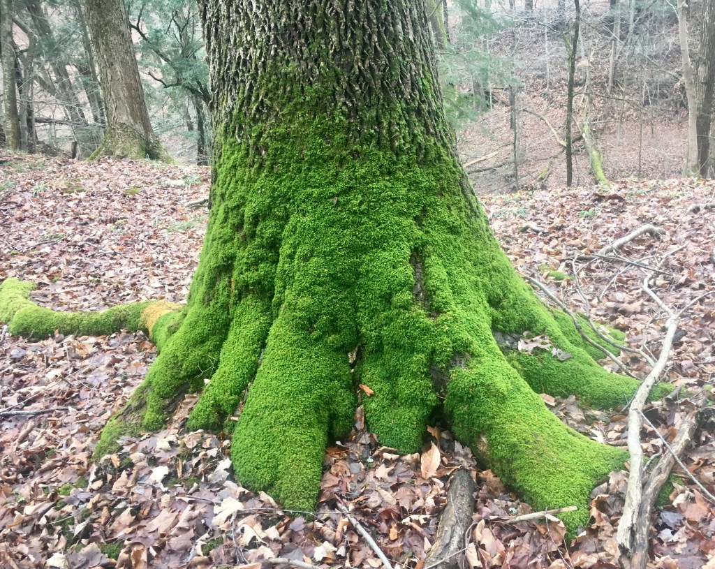 The Magic of&nbsp;Moss