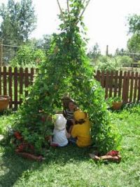 bean-plant-tent