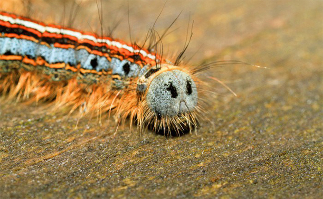 What’s That Caterpillar ?