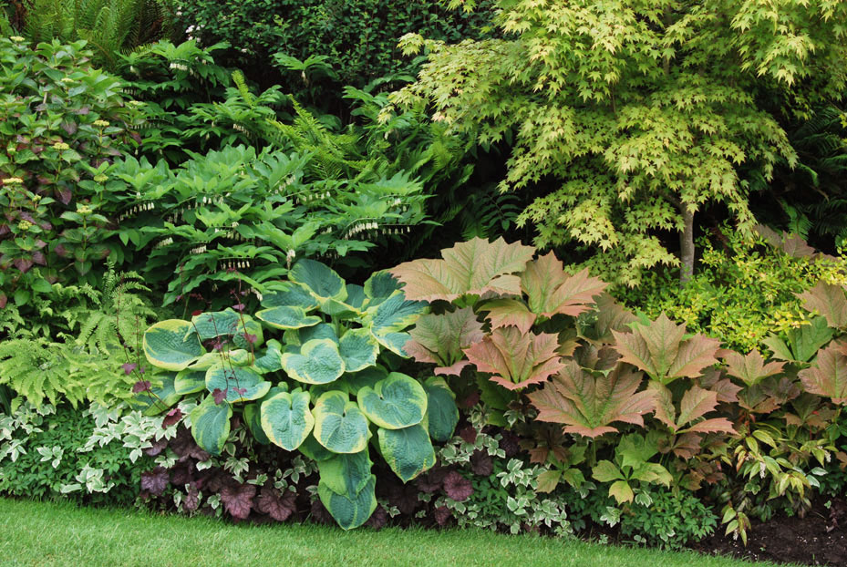 Shady Places – Cool and Calming&nbsp;Gardens