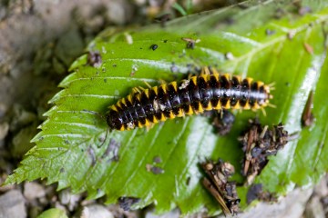 centipede2006032007014