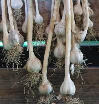 how-to-cure-garlic_1024x1024