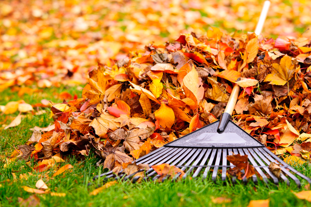 To Rake…or Not to Rake