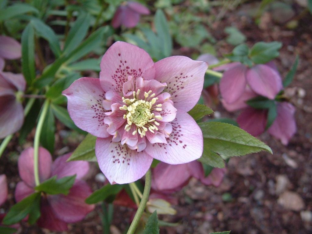Hellebores