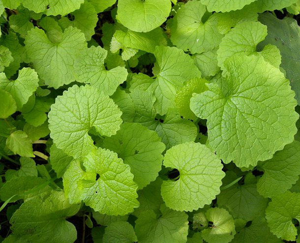 Garlic Mustard