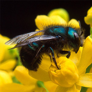 HOW TO ATTRACT BENEFICIAL INSECTS TO THE&nbsp;GARDEN