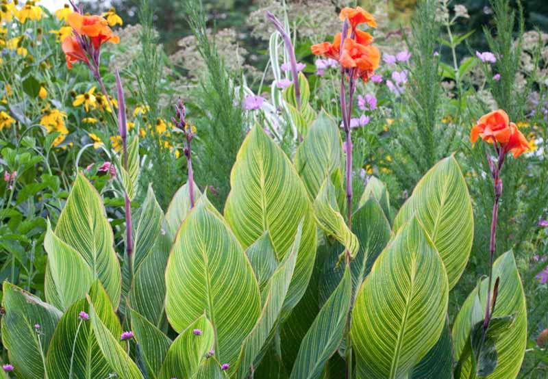 Canna Lilies:
