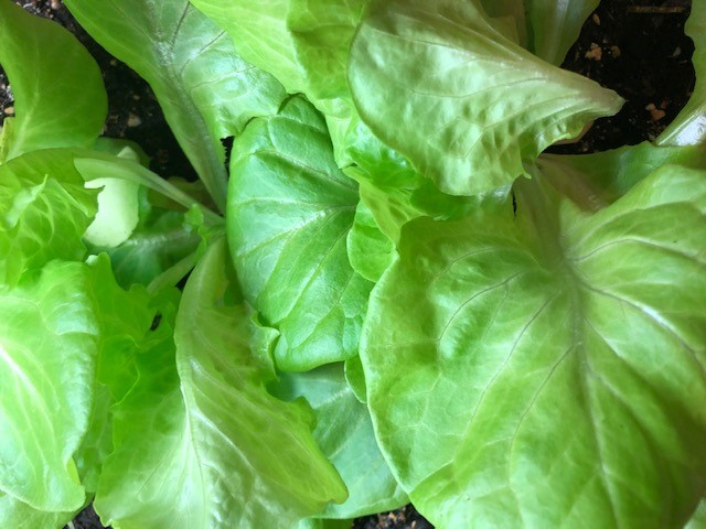 The Indoor Veggie&nbsp;Garden