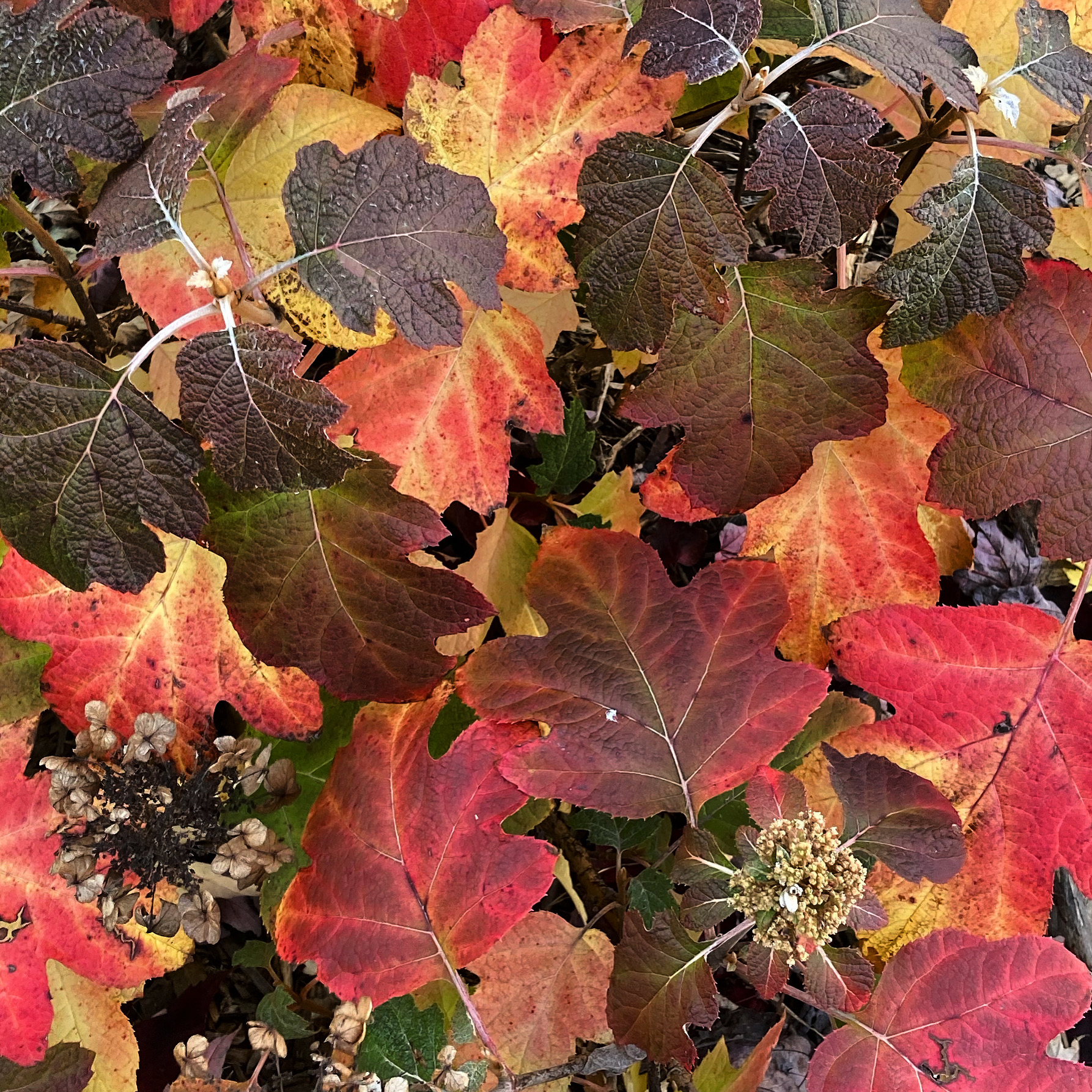 OCTOBER GARDEN ‘TO-DO’ LIST