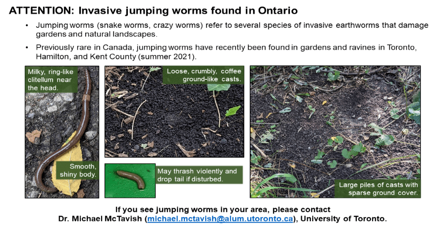 Jumping Worms Are&nbsp;Here