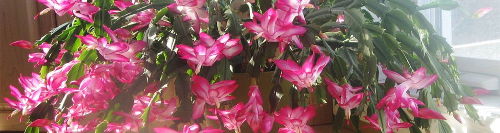 Christmas Cactus