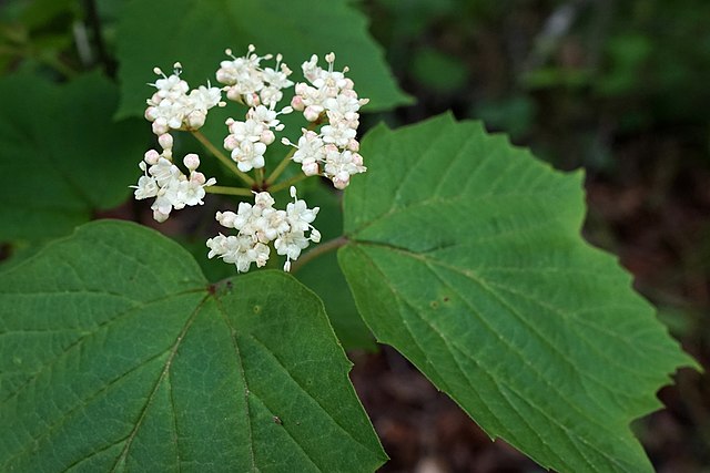 Vacillating About Viburnums