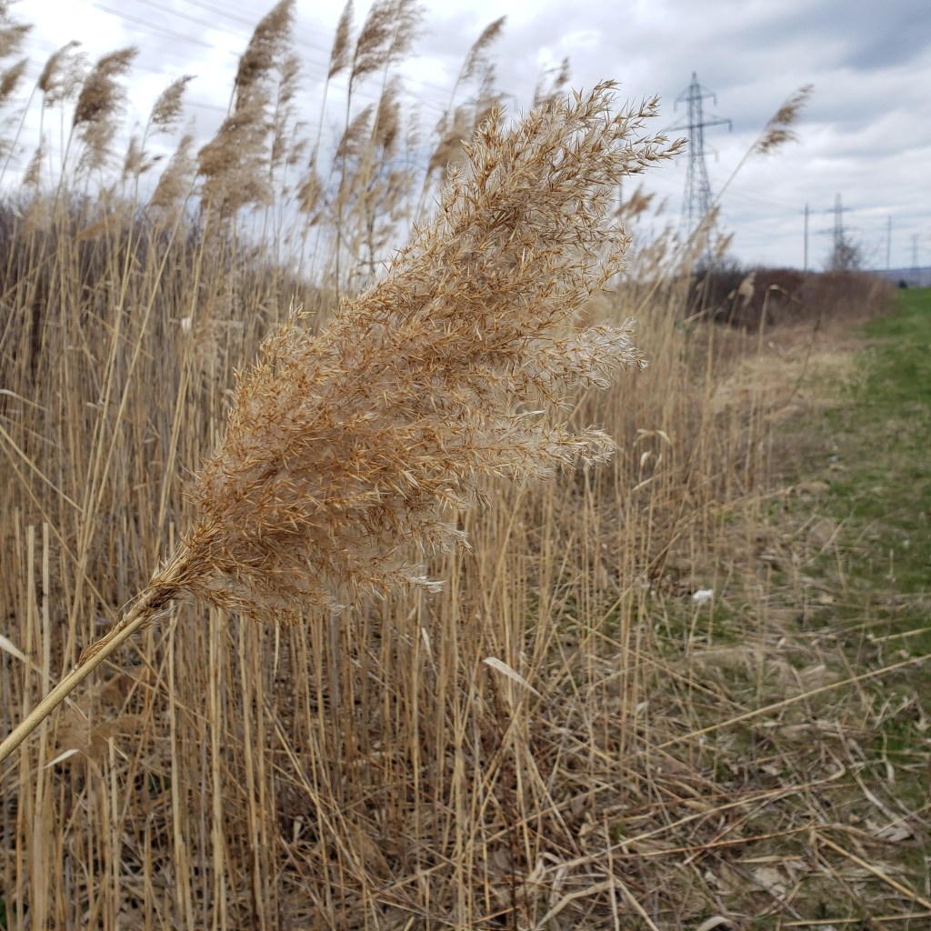 Phragmites australis
