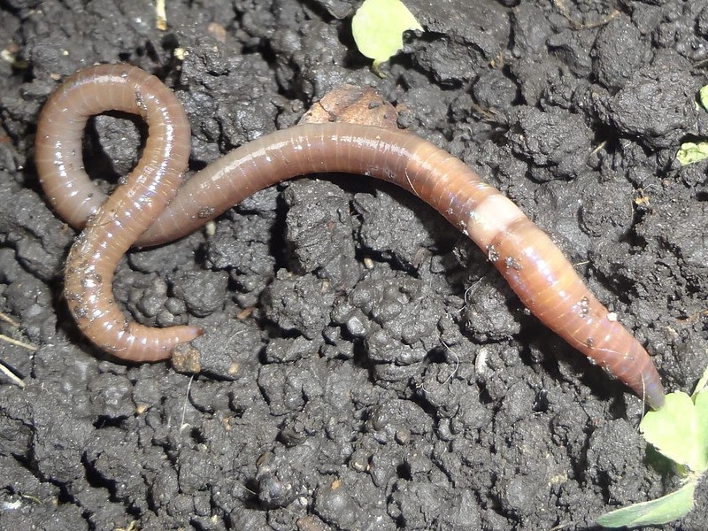 Invasive Jumping Worms –  Information for Home&nbsp;Gardeners