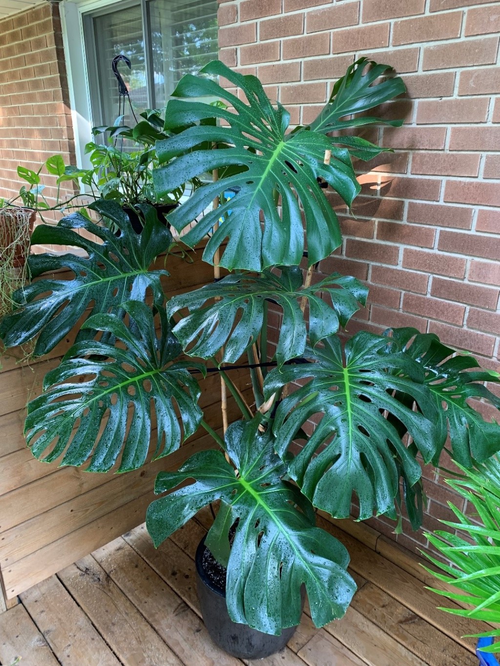 My Favourite Houseplant, the Monstera&nbsp;Deliciosa