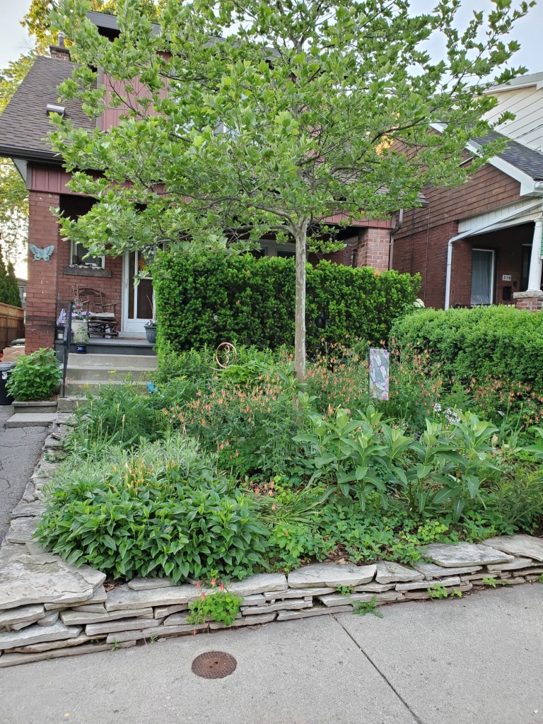 Kelly Jamieson's Hamilton garden, July 2022 Photo: Kelly Jamieson CC BY-NC-ND