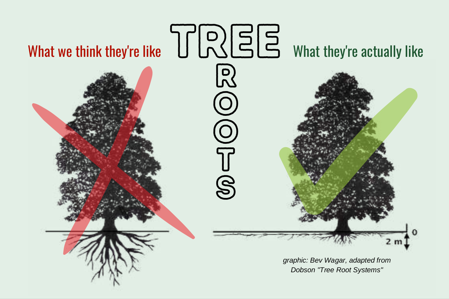 Tree Roots Vs Tree tree-roots – Halton Region Master Gardeners