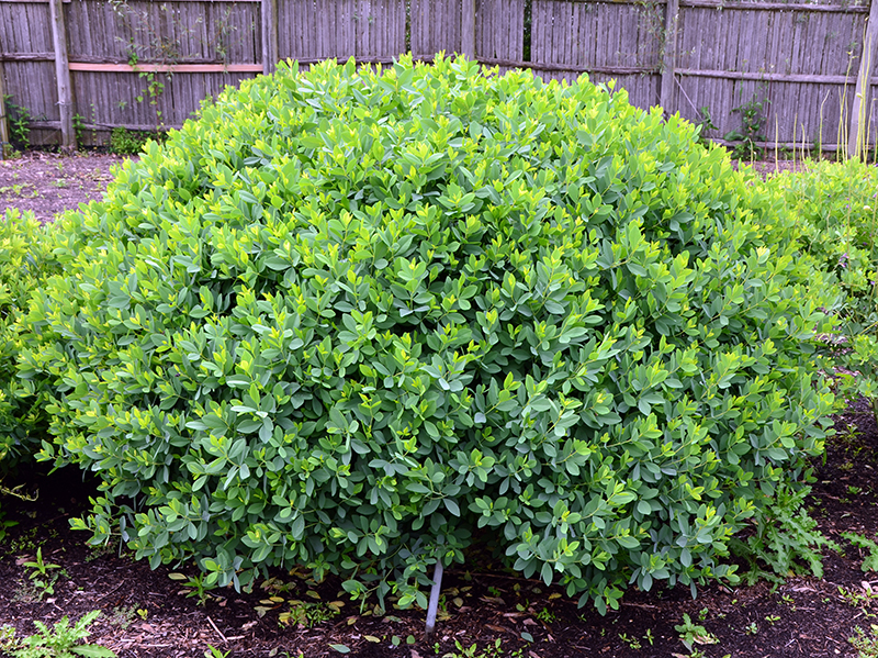 Sustainable Solutions for the Boxwood Blues – Part&nbsp;2
