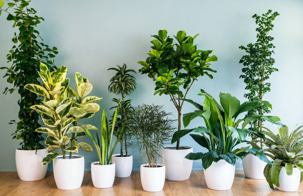 A Guide To Indoor Plant Pests And&nbsp;Diseases