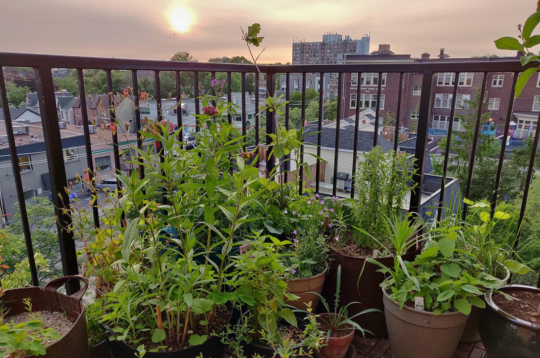 Container Gardening with Native Plants