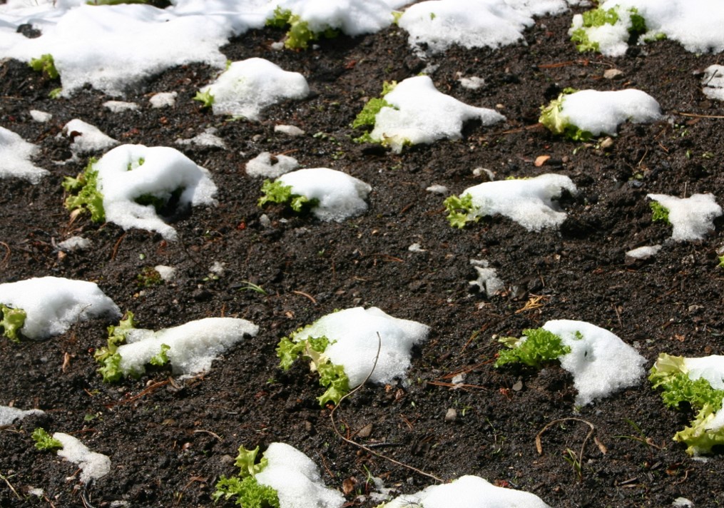 Cool Weather Vegetables to Plant In Early&nbsp;Spring