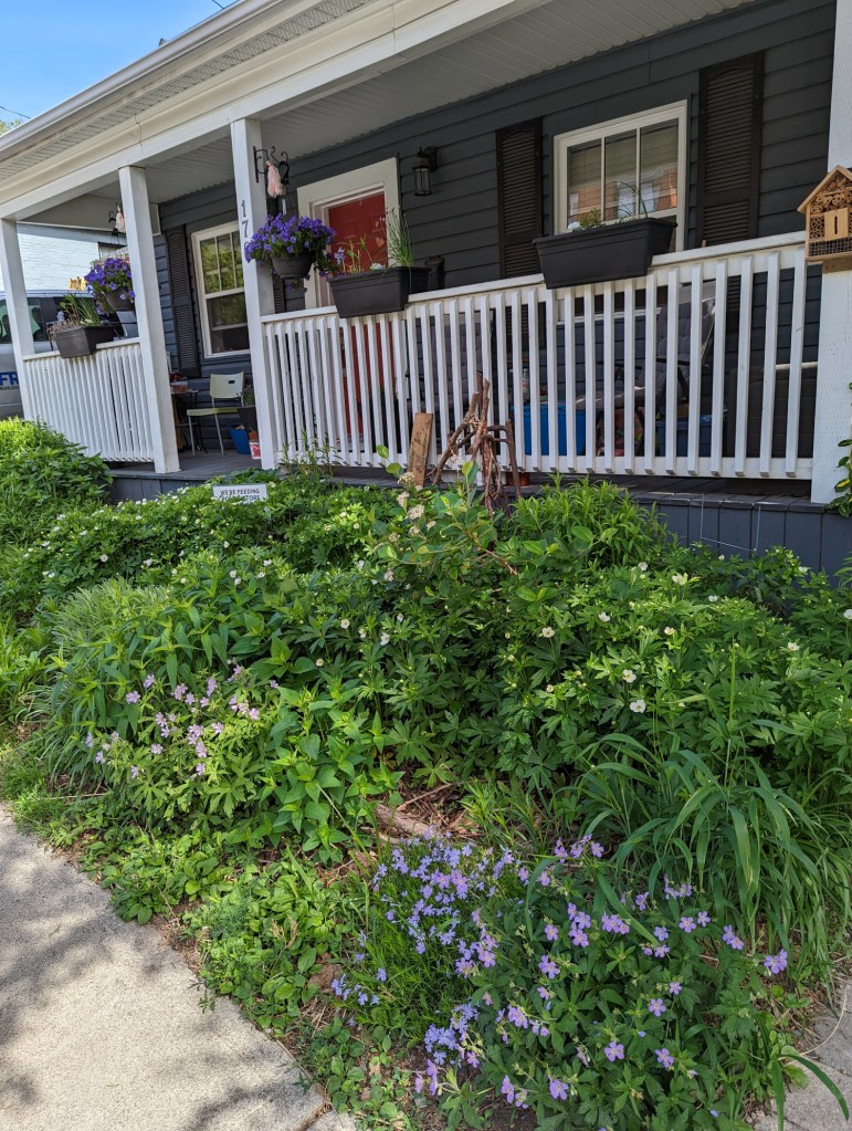 Holly Tasker's Garden