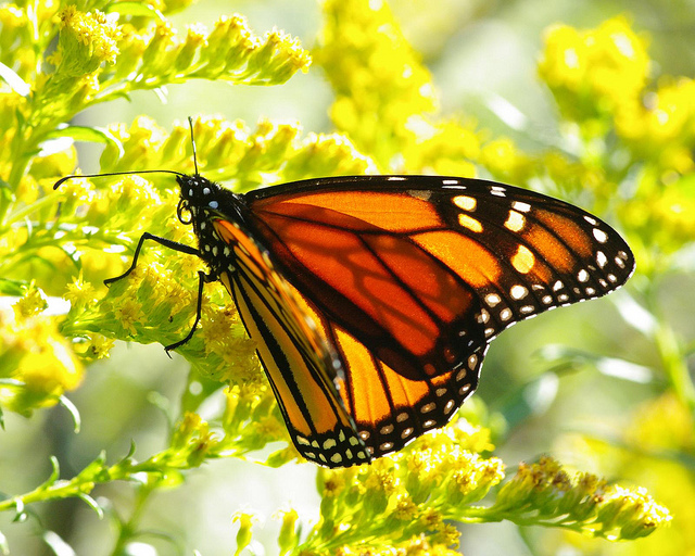 Monarch on Goldenrod. Photo: Bruce Bolin