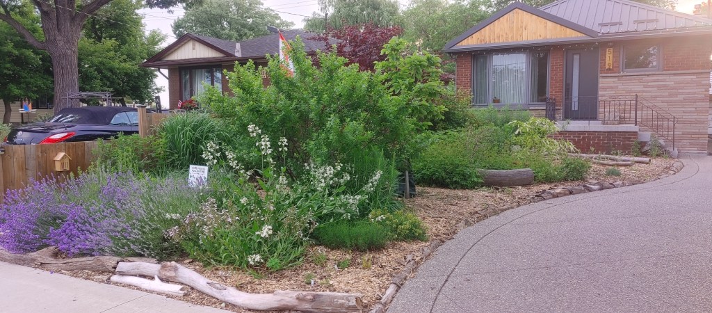 photo of Michal Shahar's garden
