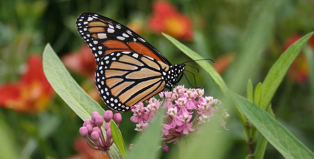 Join Hamilton’s Garden Journeys Open Days 2025
