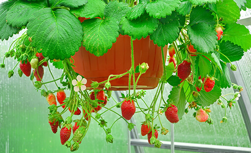 Strawberries in Hanging&nbsp;Baskets