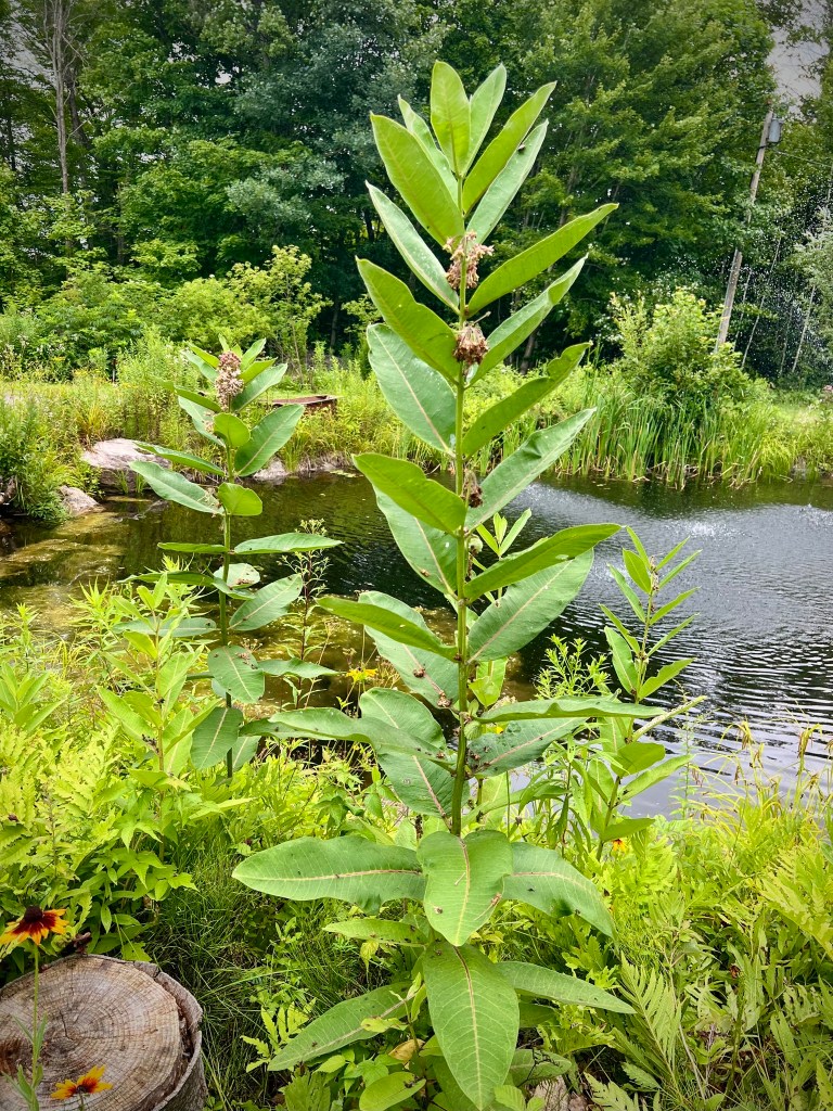 Three Days in the Life of a Milkweed&nbsp;Patch