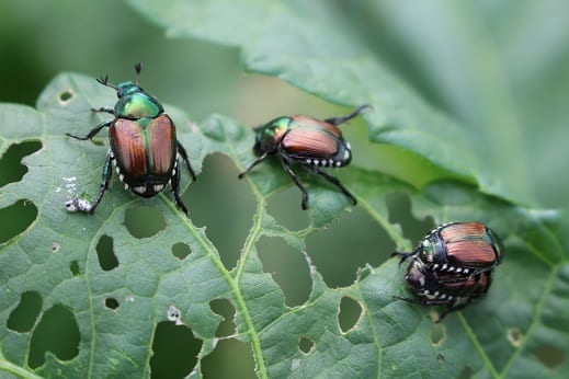 Managing Japanese Beetles in the Garden: An Integrated Pest Management Approach